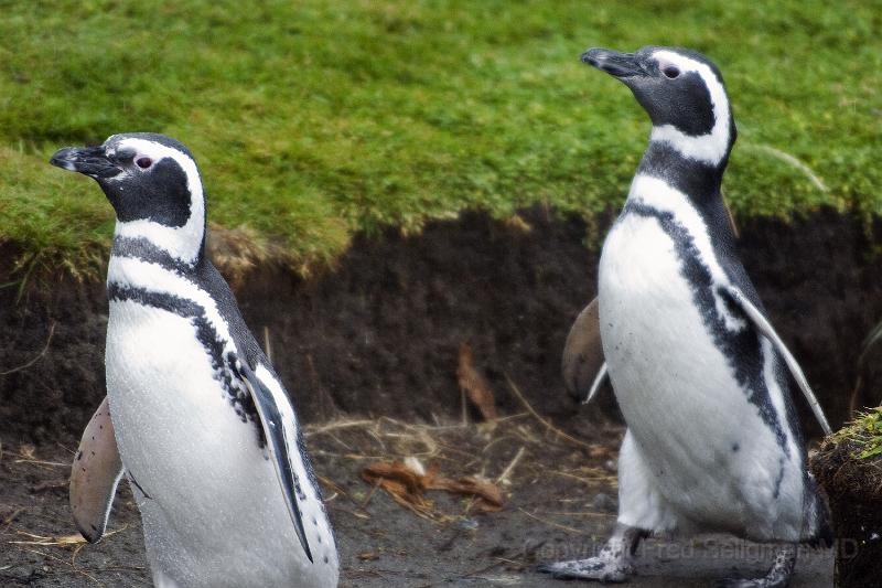 20071214 111247 D200 3900x2600.jpg - March of the Penguins, Otway Sound, Punta Arenas, Chile.  "That was easy"